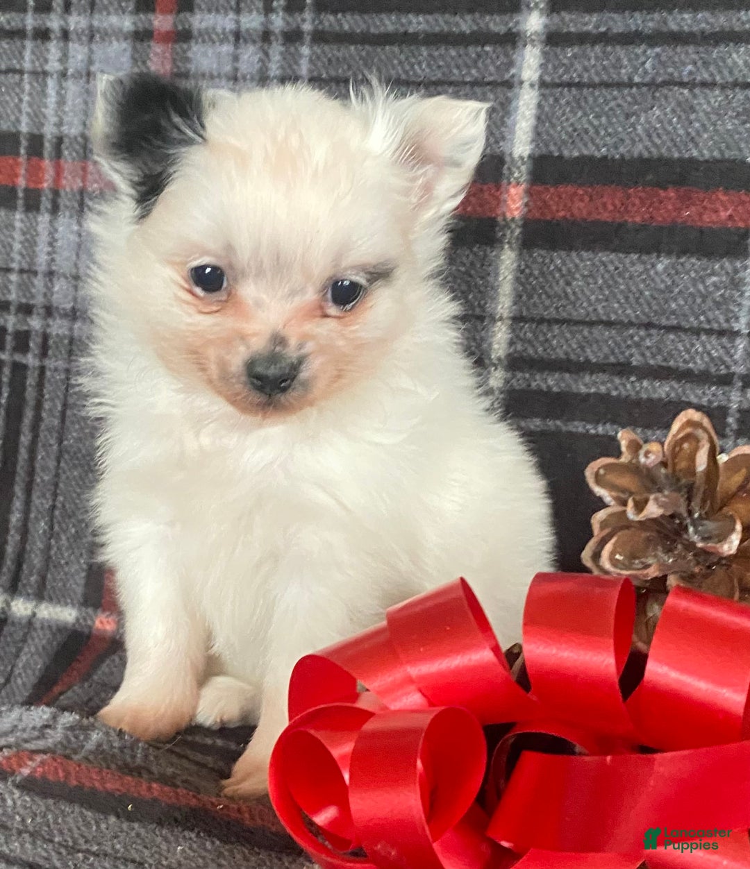 Pomchi dogs for sale: Misty - Ad 3