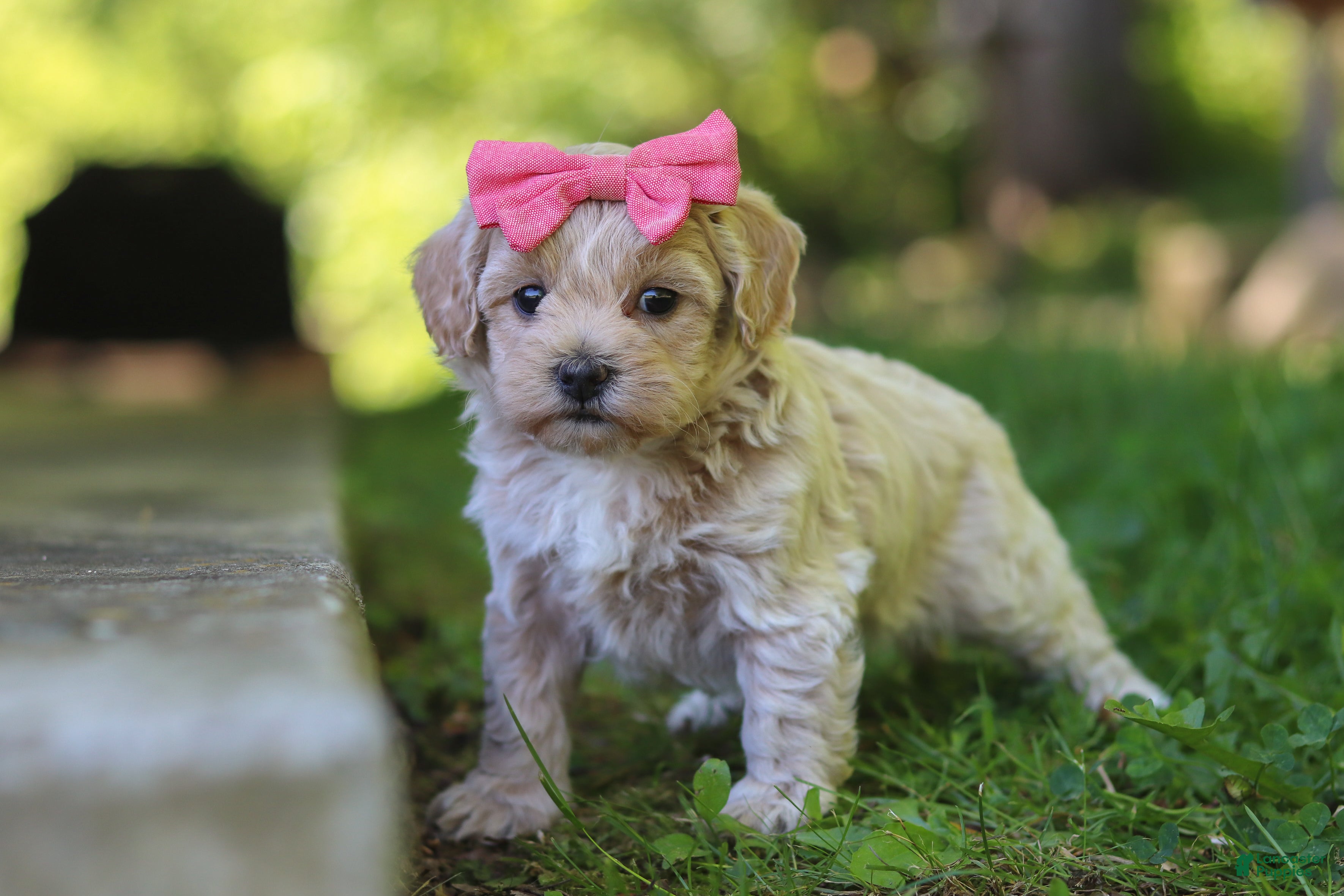 Maltipoo dogs for sale: Sage - Ad 5