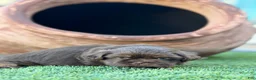 Shih Tzu dogs for sale: Yogi Bear - Ad 6
