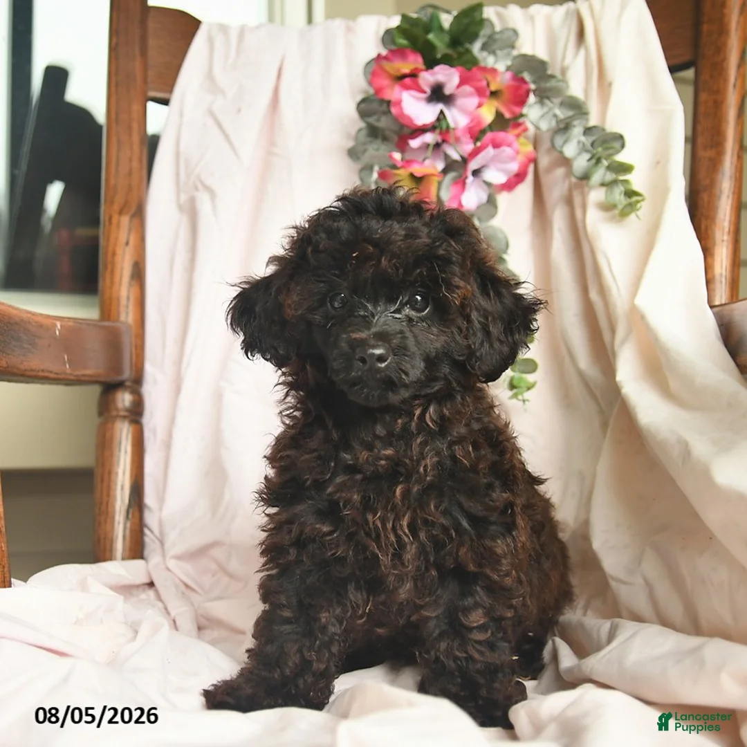 Miniature Poodle dogs for sale: Jayme  - Ad 1