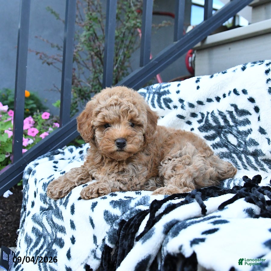 Toy Poodle dogs Fido - Ad 1