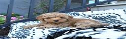 Toy Poodle dogs for sale: Fido - Ad 1