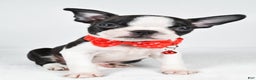 Boston Terrier dogs for sale: Wilson - Ad 7