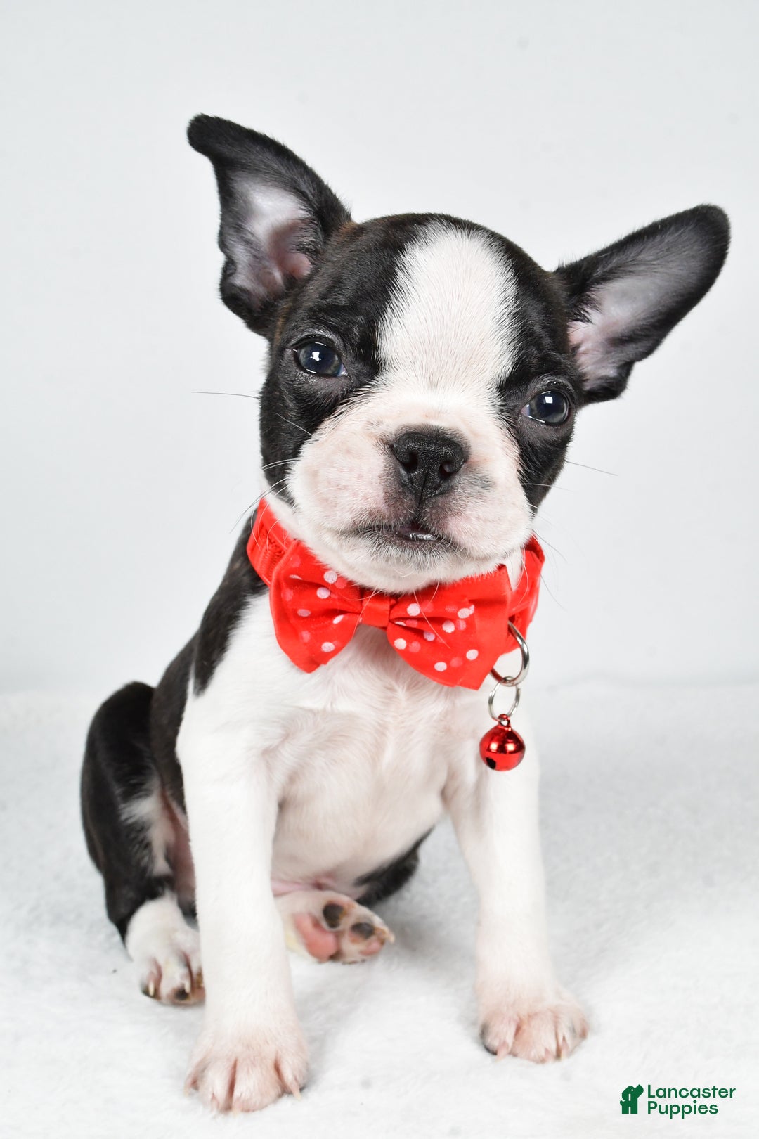 Boston Terrier dogs for sale: Wilson - Ad 7