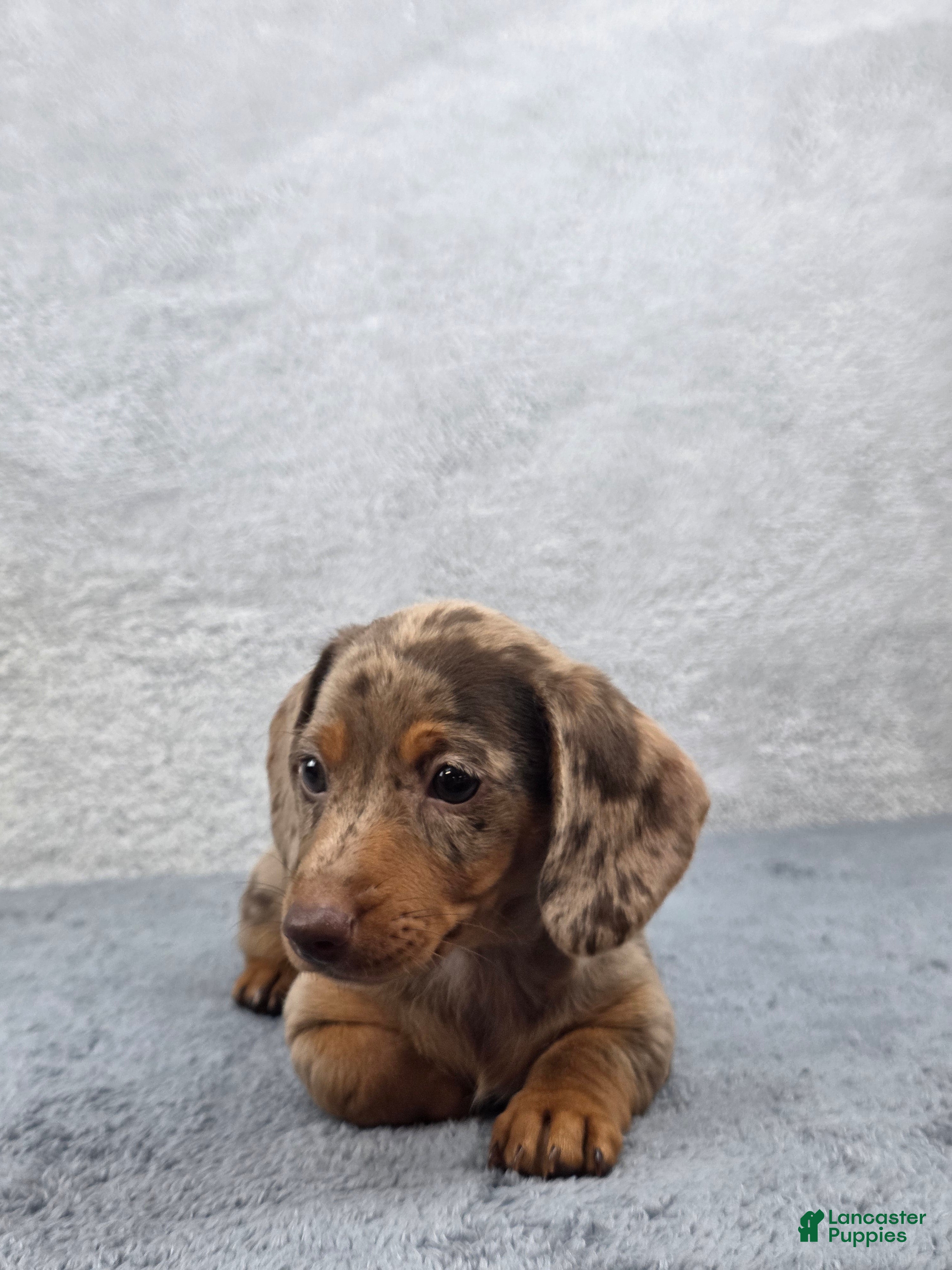 Miniature Dachshund dogs Hazel  - Ad 2