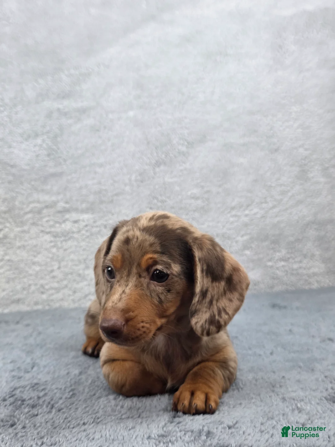 Miniature Dachshund dogs for sale: Hazel  - Ad 2