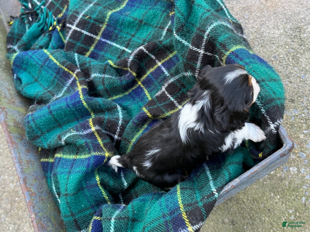 Cavalier King Charles Spaniel dogs for sale: Cutsie - Ad 2