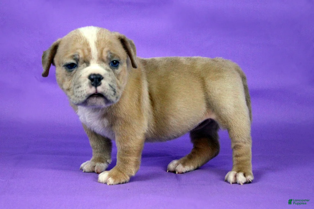 American Bully dogs for sale: Fawn Merle Female 2 - Ad 2