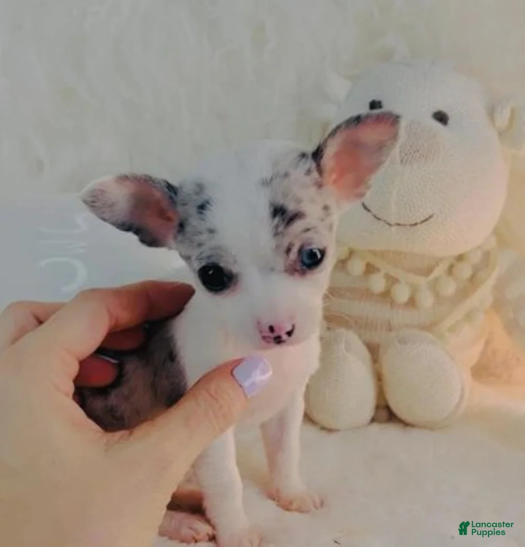 Chihuahua dogs for sale: Chihuahua Puppy 1 - Ad 1