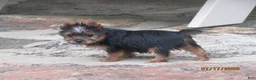 Yorkshire Terrier dogs for sale: Carrie  - Ad 3