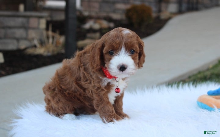 Cavapoo dogs Dante  - Ad 1