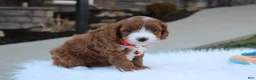 Cavapoo dogs for sale: Dante  - Ad 1