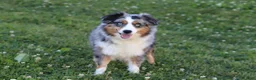 Miniature Australian Shepherd dogs for sale: Eliza - Ad 11