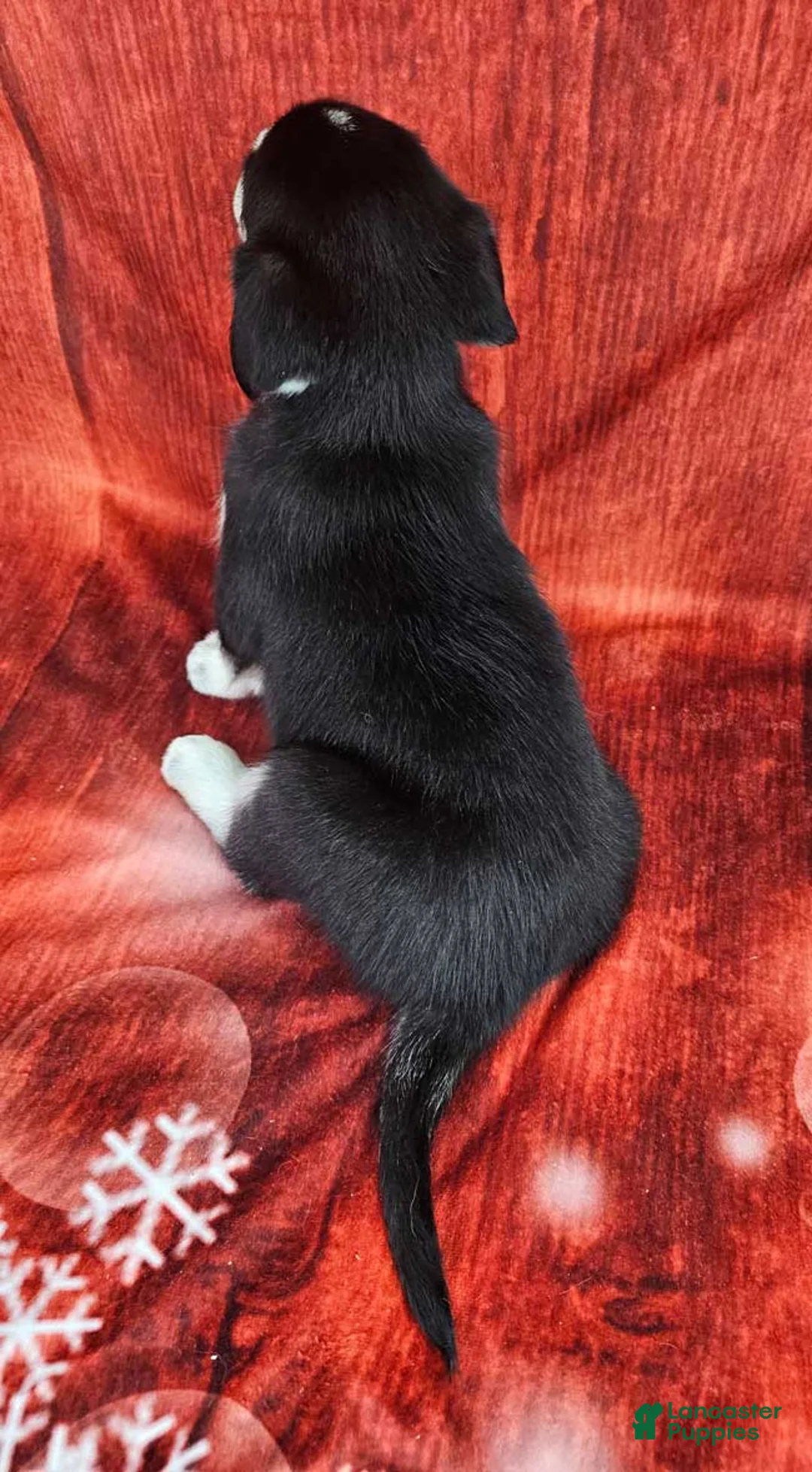 Goberian dogs for sale: Daiquiri - Ad 4