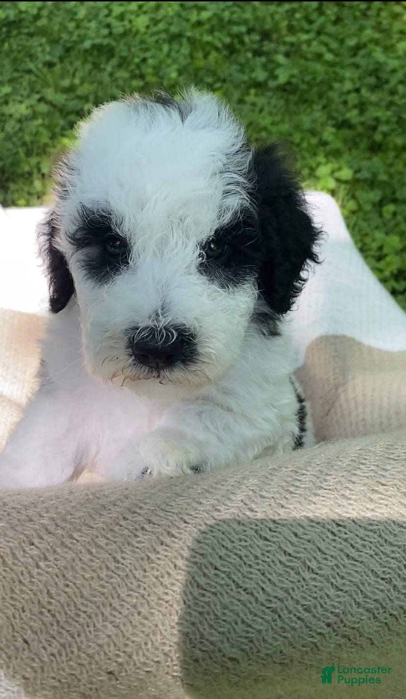 Mixed Breed dogs Pita - Ad 2