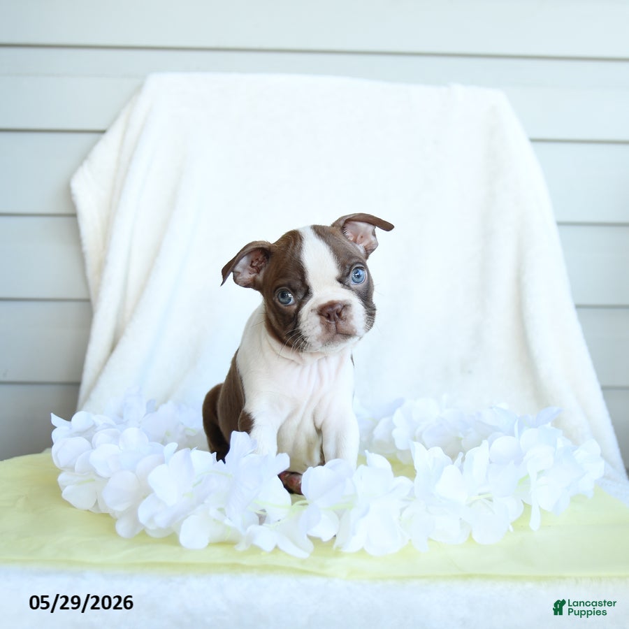 Boston Terrier dogs Nixon - Ad 2