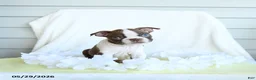 Boston Terrier dogs for sale: Nixon - Ad 2