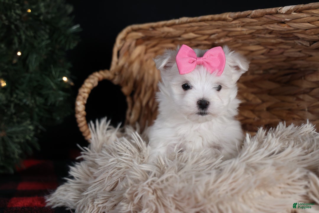 Maltese dogs for sale: ABBEY - Ad 25