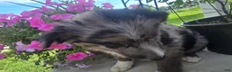 Border Collie dogs for sale: Blue - Ad 4