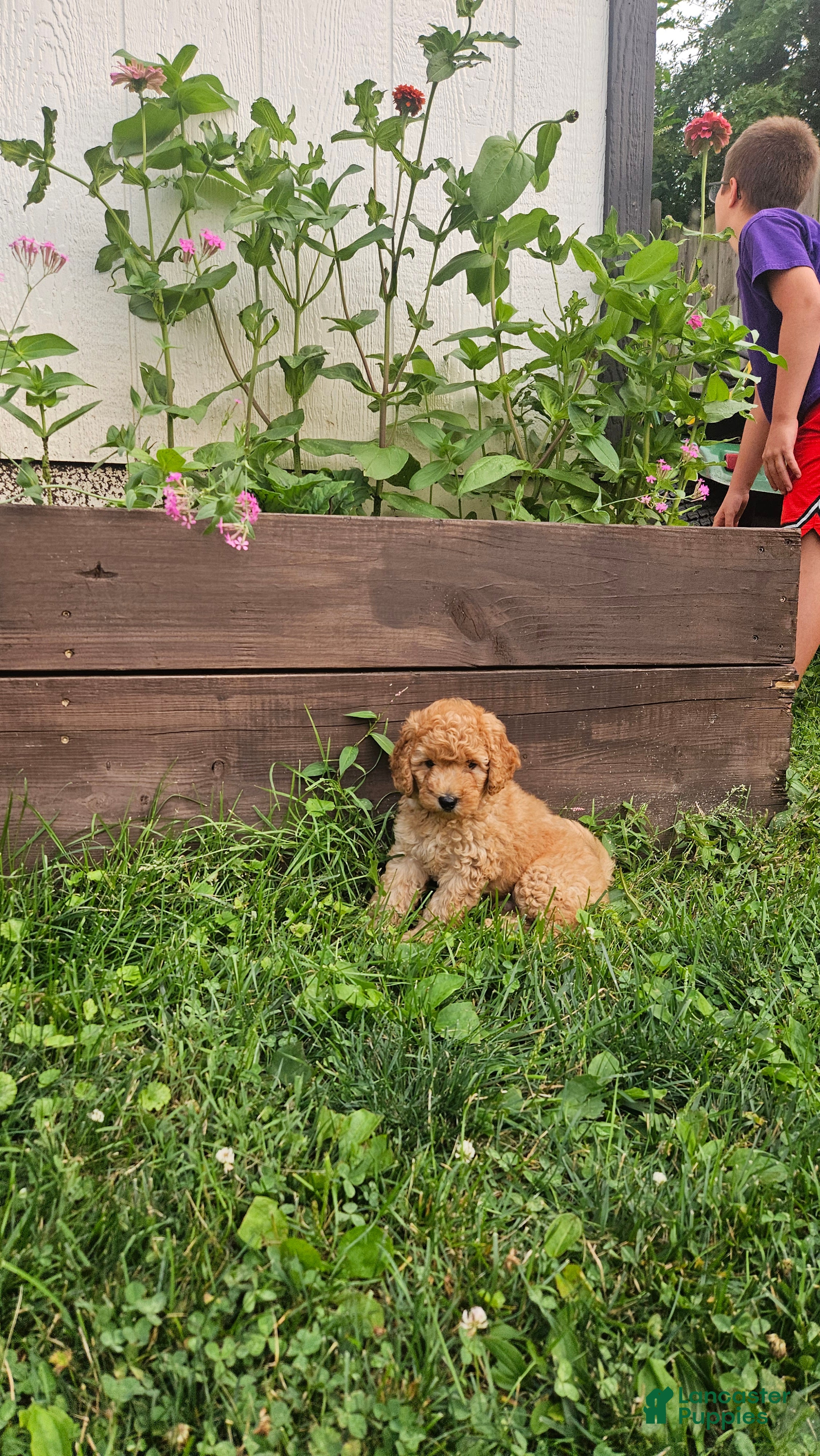 Mini Goldendoodle dogs Sandy - Ad 1