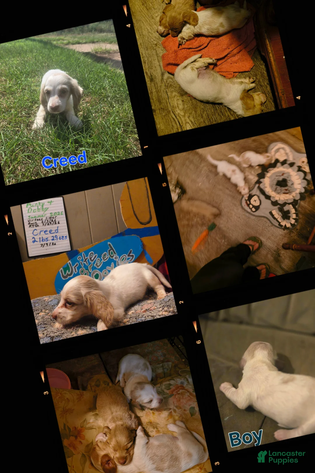 Miniature Dachshund dogs for sale: Creed - Ad 2