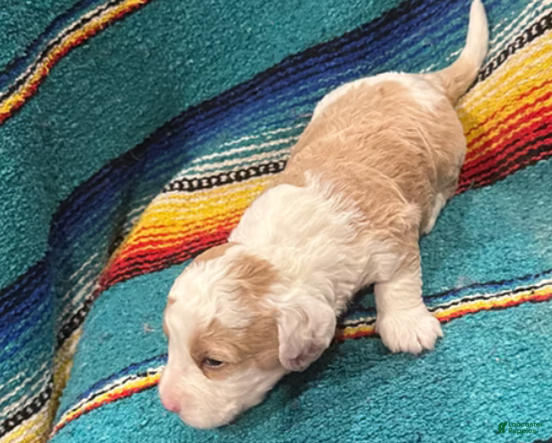 Mini Bernedoodle dogs for sale: Simba - Ad 8