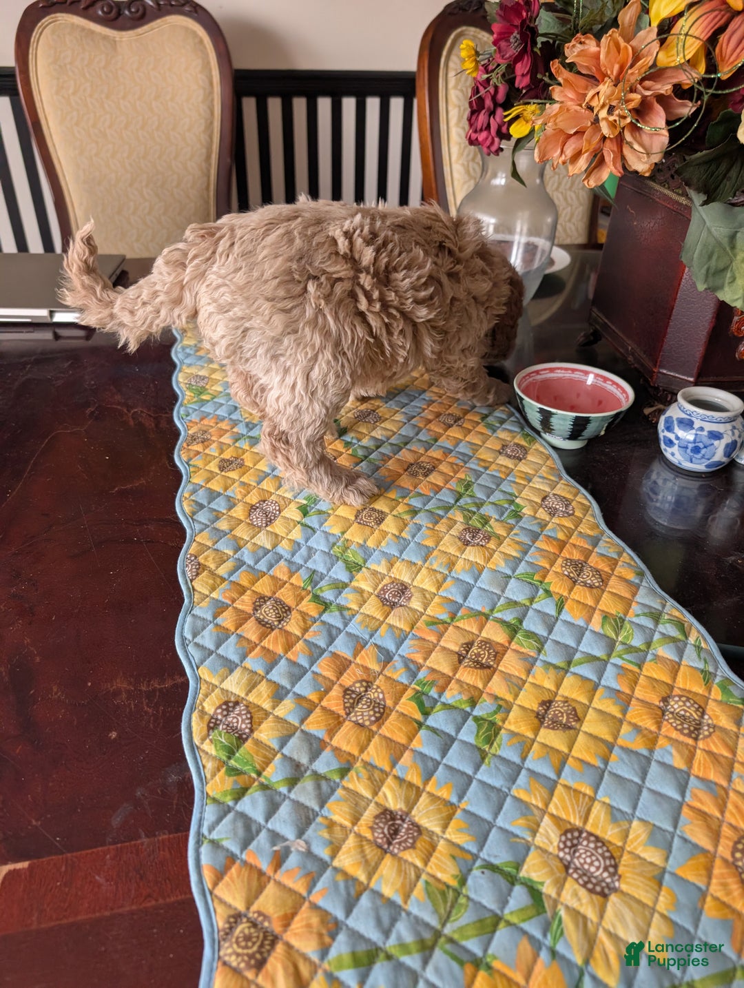 Goldendoodle dogs for sale: Jack - Ad 4