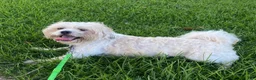 Teddy Bear dogs for sale: Teddy Bear 1 - Ad 11