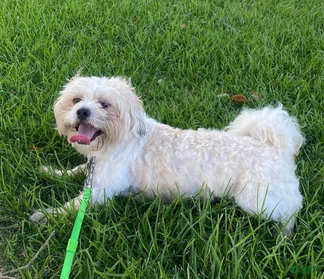 Teddy Bear dogs for sale: Teddy Bear 1 - Ad 11