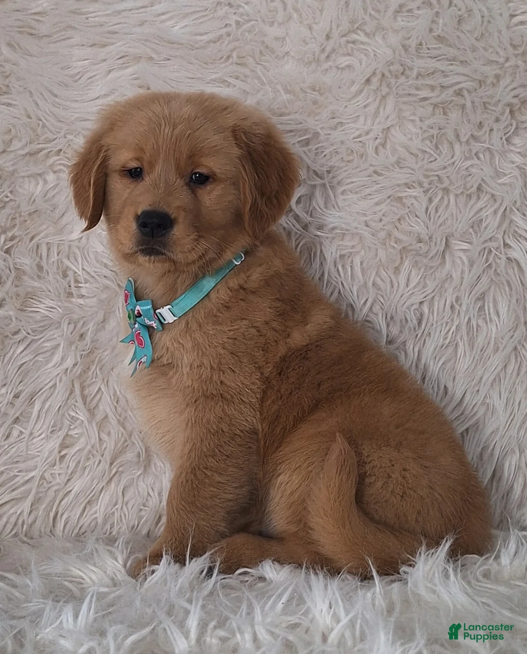 Golden Retriever dogs for sale: Diego - Ad 2