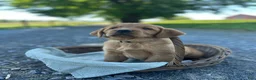Mixed Breed dogs for sale: Brandi - Ad 3