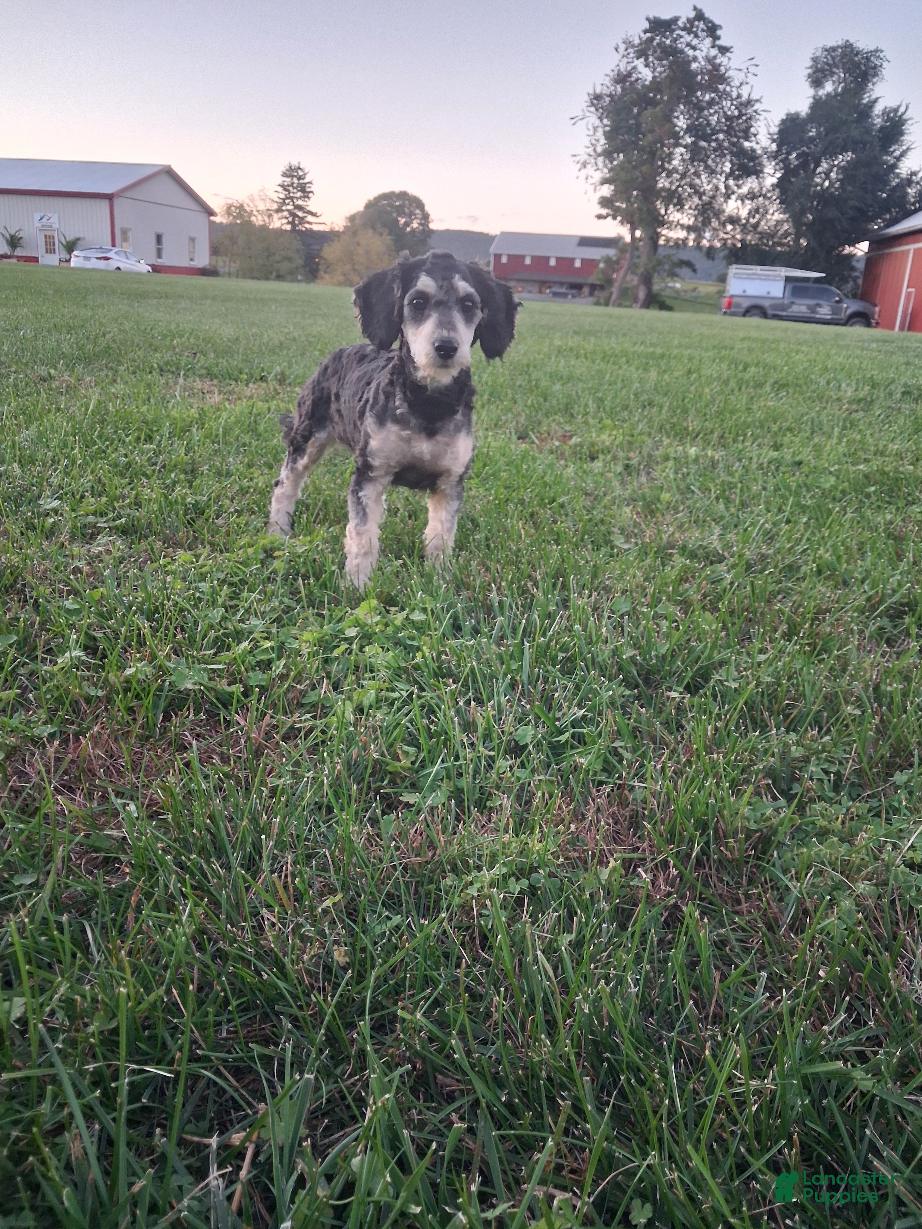 Miniature Poodle dogs Abby - Ad 1
