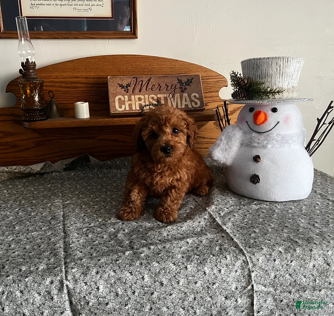 Toy Poodle dogs for sale: Justin - Ad 6