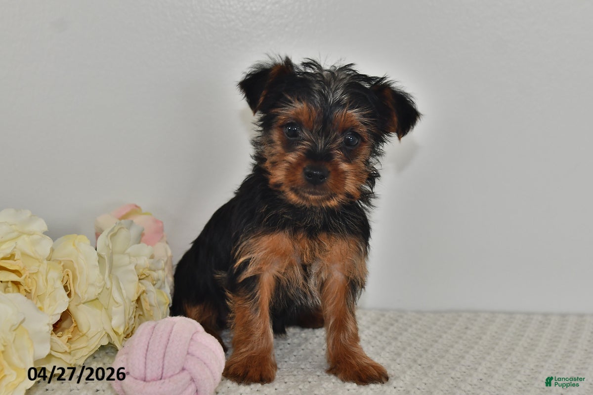 Yorkshire Terrier dogs for sale: Lula - Ad 3