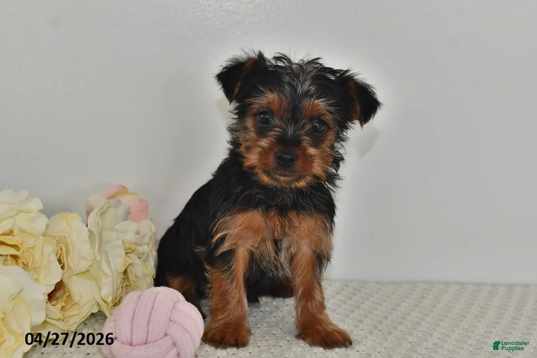 Yorkshire Terrier dogs for sale: Lula - Ad 1