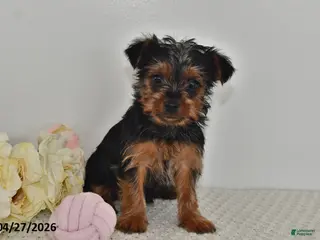 Yorkshire Terrier dogs for sale: Lula - Ad 3