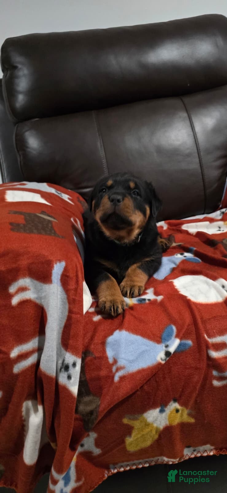 Rottweiler dogs Rottweiler Puppy 3 Green Male - Ad 7