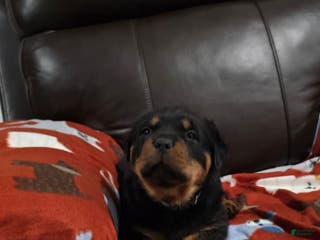 Rottweiler dogs Rottweiler Puppy 3 Green Male - Ad 7