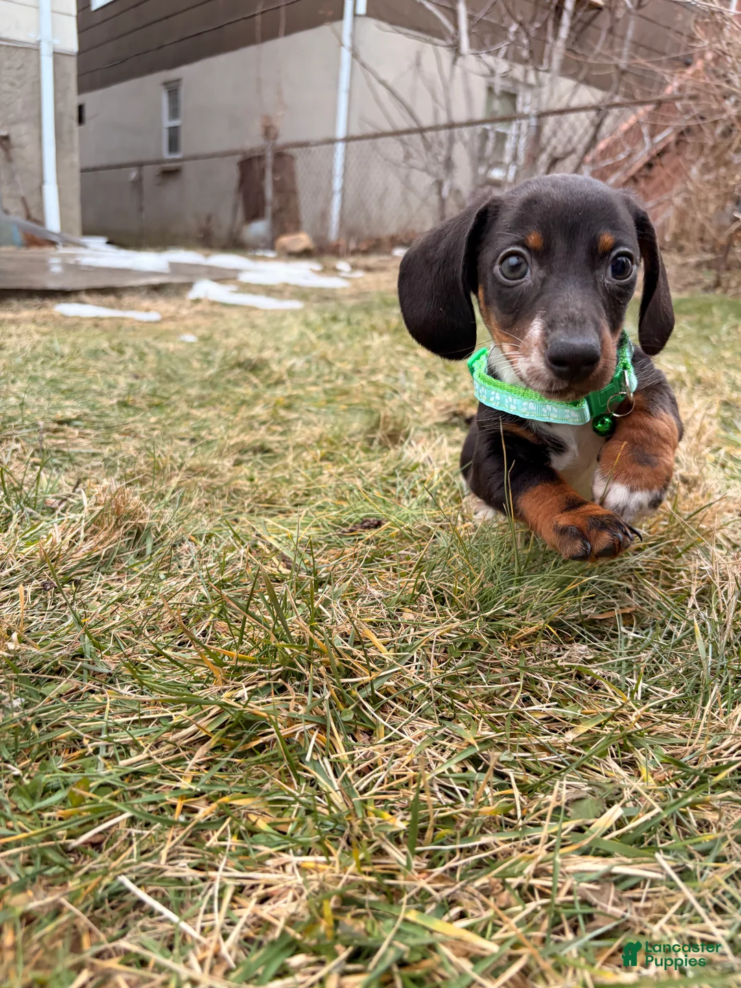 Miniature Dachshund dogs for sale: Mickey - Ad 6