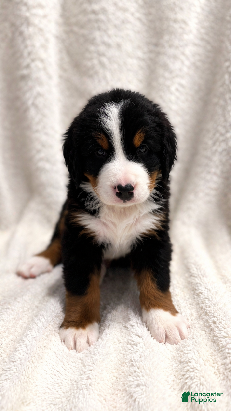 Bernese Mountain Dog dogs Green Boy - Ad 1