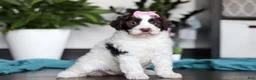 Portuguese Water Dog dogs for sale: Lindsey - Ad 4