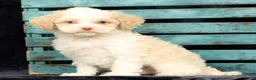 Cavapoo dogs for sale: Wilson - Ad 7