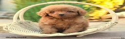Miniature Poodle dogs for sale: Tiny Echo - Ad 4