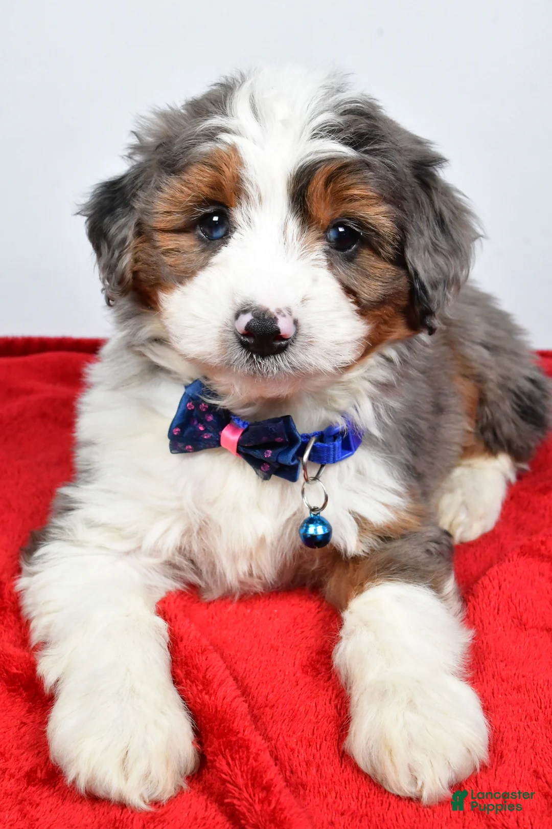 Mini Aussiedoodle dogs for sale: Gabrielle - Ad 3