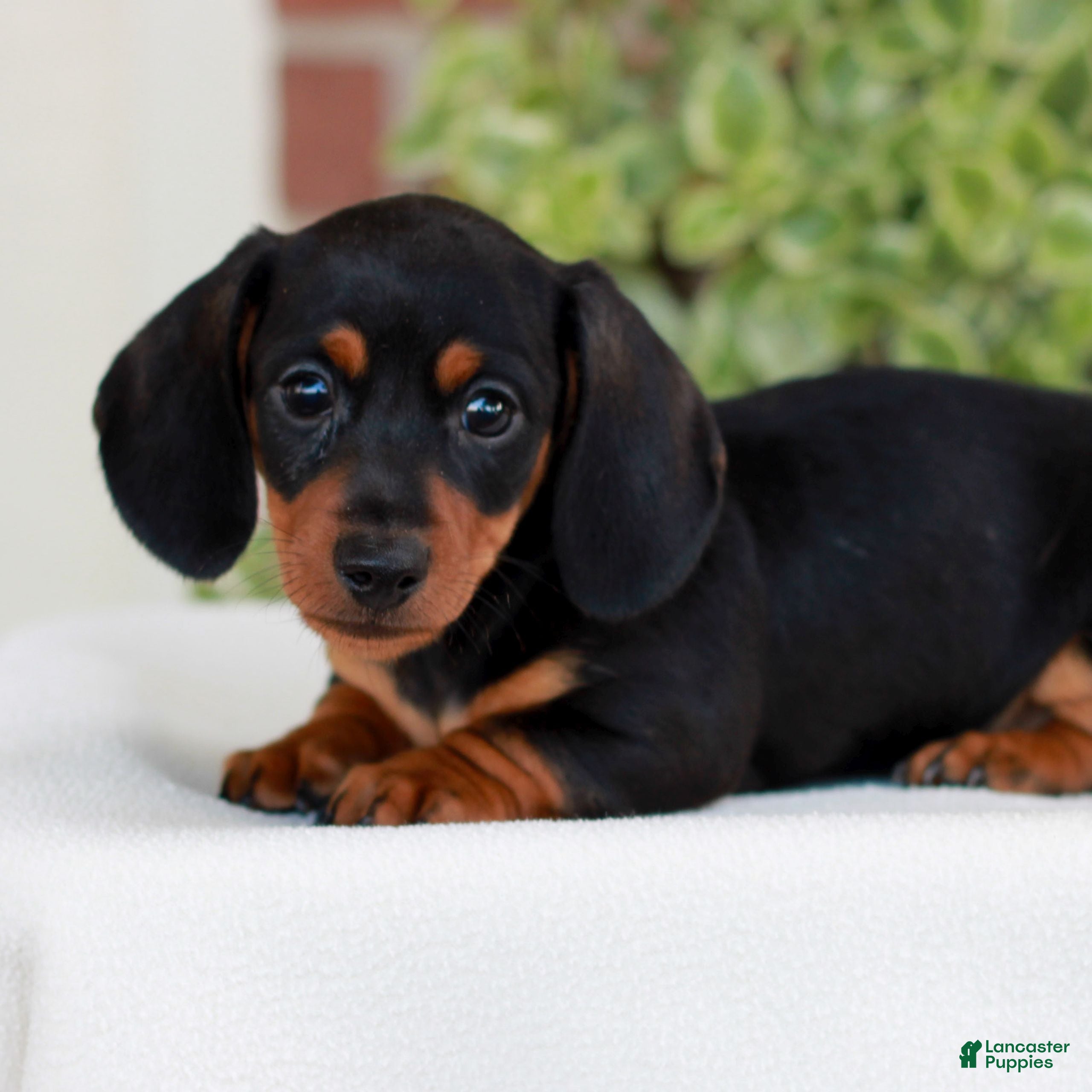 Miniature Dachshund dogs for sale: Brickle  - Ad 1