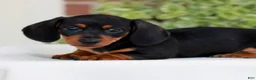 Miniature Dachshund dogs for sale: Brickle  - Ad 1
