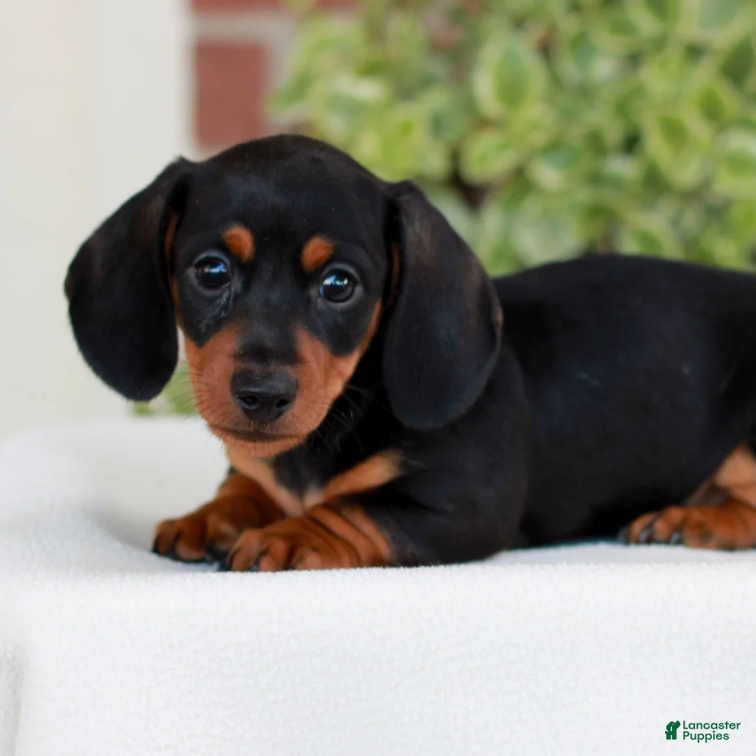 Miniature Dachshund dogs for sale: Brickle  - Ad 1
