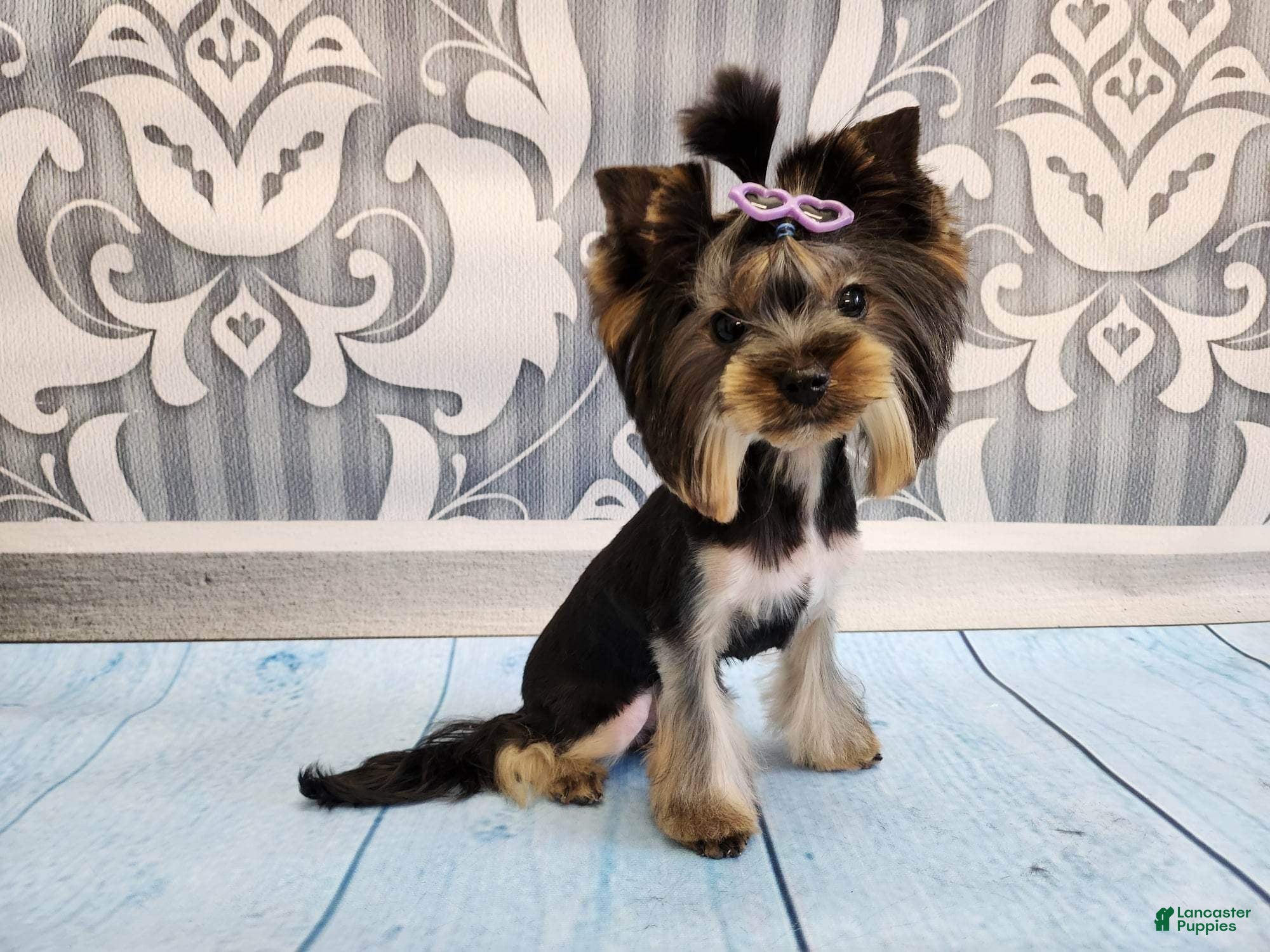 Yorkshire Terrier dogs Yorkshire Terrier Puppy 1 - Ad 29