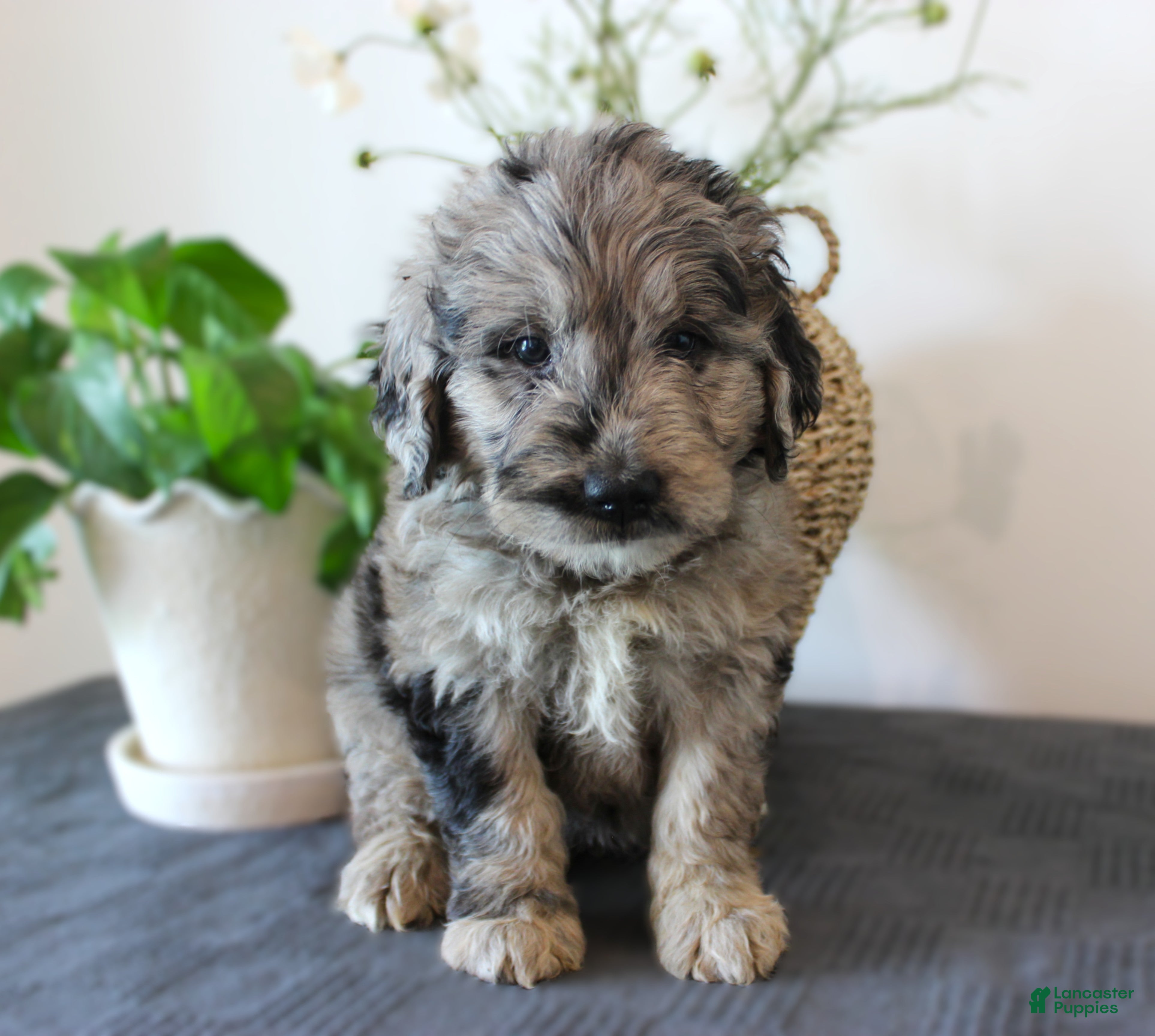 Mini Goldendoodle dogs Goose - Ad 1