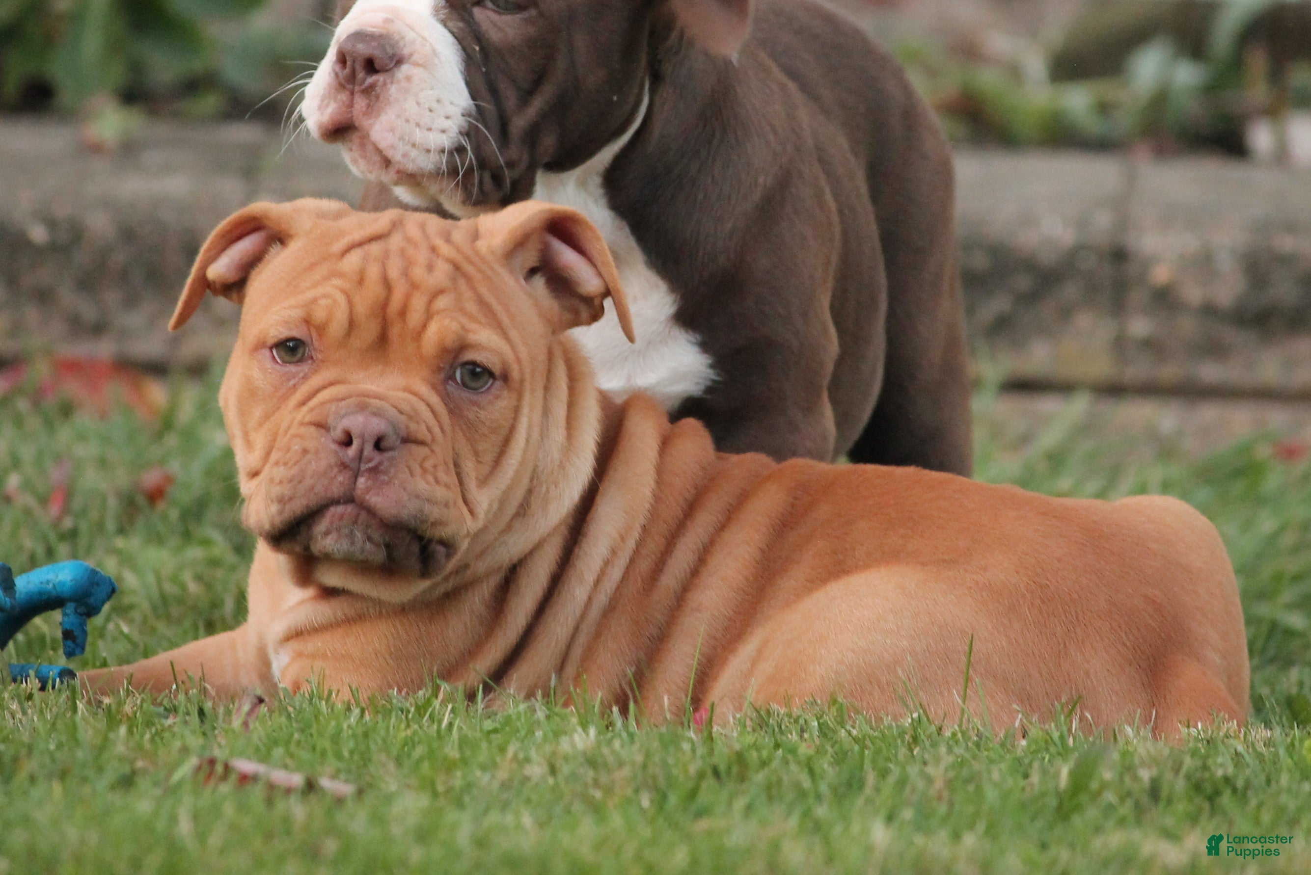 Olde English Bulldogge dogs for sale: Bluegates BETTY - Ad 2